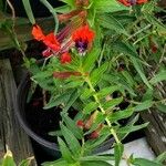 Cuphea llavea Цвят