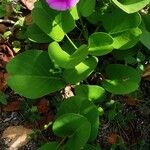 Ipomoea pes-caprae Flower