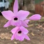 Laelia rubescens Flower