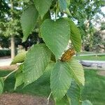 Betula lenta Hostoa