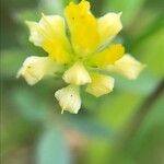 Trifolium dubium Virág