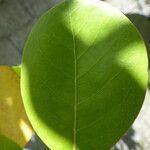 Chrysobalanus icaco Feuille