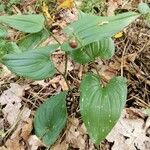 Maianthemum bifolium Фрукт