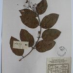 Terminalia anogeissiana Sonstige