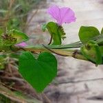 Ipomoea asarifolia Leaf