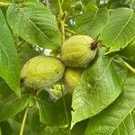 Juglans cinerea Frukt