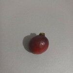 Psidium cattleianum Plod