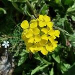 Erysimum rhaeticum Flower