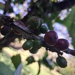 Coffea liberica Fruct