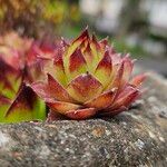 Sempervivum montanum Folio