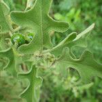 Solanum catombelense Leaf