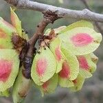 Ulmus minor Gyümölcs