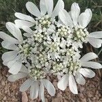 Orlaya grandiflora Fleur