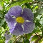 Thunbergia erecta Flower