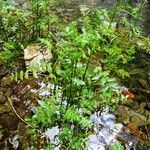 Berula erecta Habitat