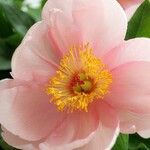 Paeonia mascula പുഷ്പം