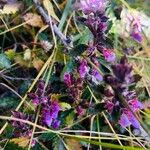 Teucrium chamaedrysFlower