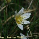 Gagea serotina Flower