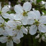 Prunus avium Λουλούδι