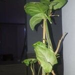 Syngonium podophyllumList