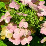 Hydrangea quercifolia Flower