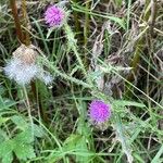 Carduus acanthoides Flor