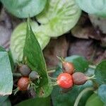 Geophila repens Fruit