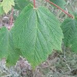 Acer spicatum Folha