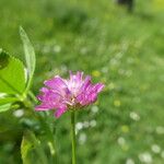 Trifolium resupinatum Flower