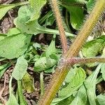 Clinopodium vulgare Bark