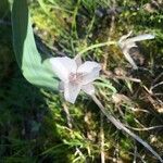 Calochortus minimus Fleur