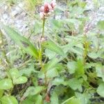 Persicaria maculosaFolha