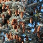 Picea pungens Fruto