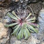 Saxifraga longifolia Leaf