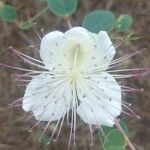 Capparis sicula Flower