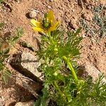 Adonis dentata Blatt