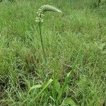 Albuca virens عادت داشتن