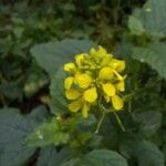 Sinapis arvensis Fula