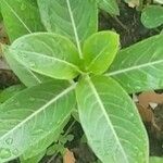 Catharanthus roseusഇല