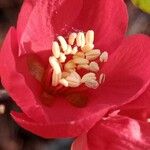 Chaenomeles speciosa Flower