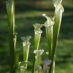 Sarracenia leucophylla 葉