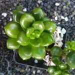 Sedum hernandezii Foglia