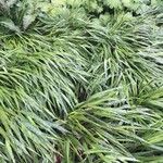 Hakonechloa macra Frunză