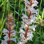 Orobanche crenata Flor