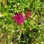 Knautia macedonicaFlors