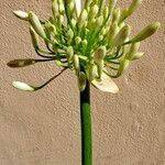 Agapanthus africanus फूल