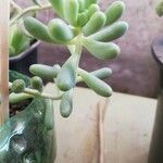 Sedum allantoides Folha