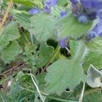 Ajuga genevensis Lapas