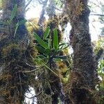 Angraecum expansum Habit