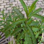 Verbena bonariensis Leaf